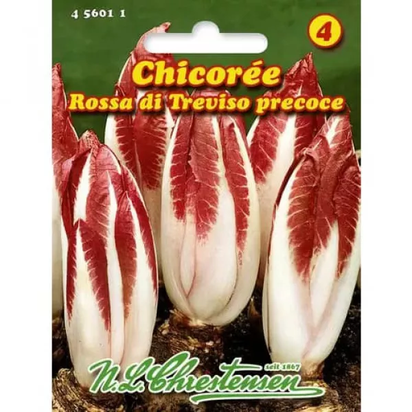 Semințe de cicoare roșie (radicchio) Rossa di Treviso Precoce