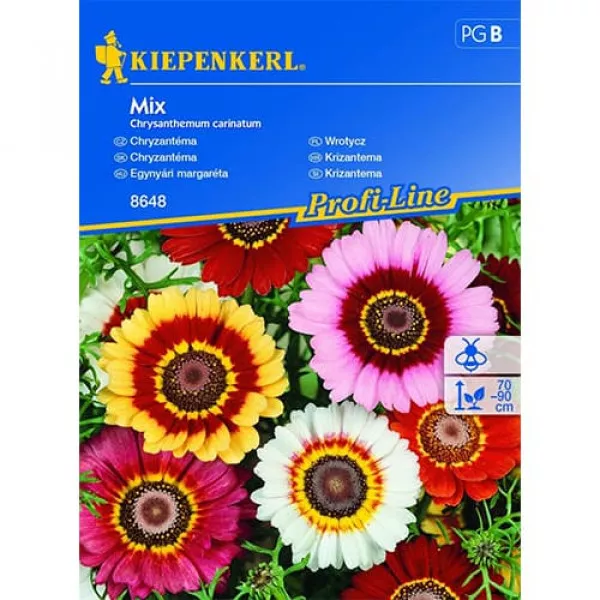 Semințe de crizantemă, mix multicolor