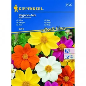Semințe de dalie Mignon, mix multicolor