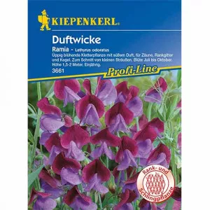 Semințe de lathyrus odoratus (Sângele voinicului) Ramia