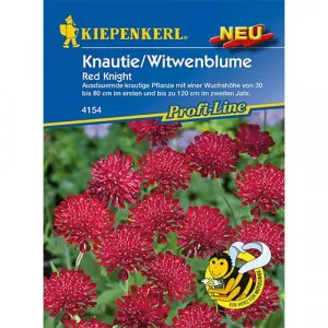 Semințe de knautia Red Knight