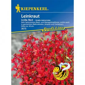 Semințe de linaria maroccana Licilia Red
