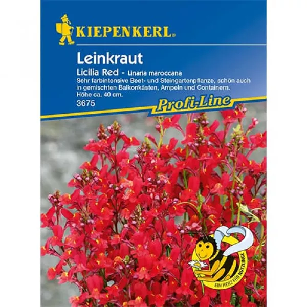 Semințe de linaria maroccana Licilia Red