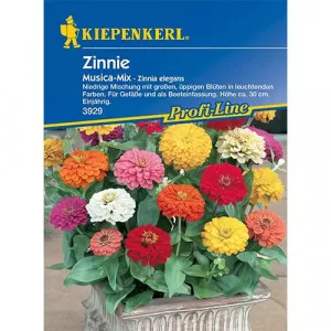 Semințe de zinnia (Cârciumăreasă) Musica
