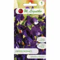 Semințe de Lathyrus odoratus (Sângele voinicului) violet