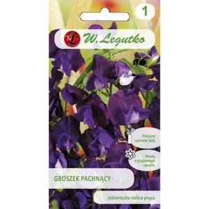 Semințe de Lathyrus odoratus (Sângele voinicului) violet