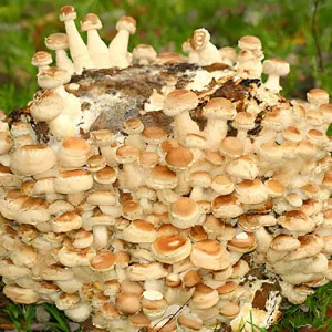 Shiitake