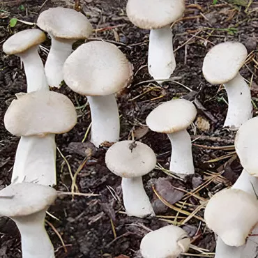 Pleurotus regal (Păstrăvul scailor)
