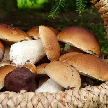 Hrib (Mânătarcă)