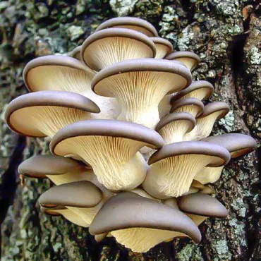 Pleurotus Brun