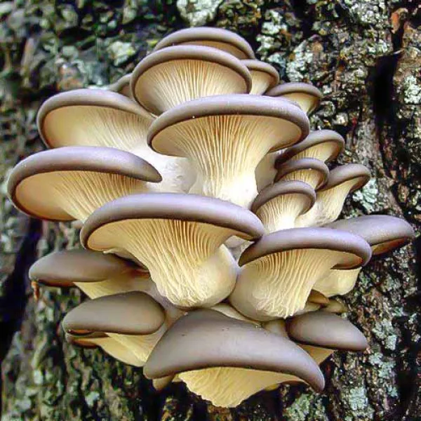 Pleurotus Brun