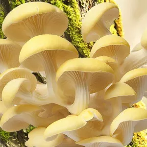 Pleurotus Galben