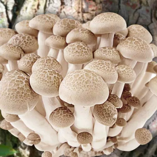 Pleurotus de Ulm