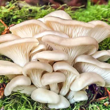 Pleurotus Indian