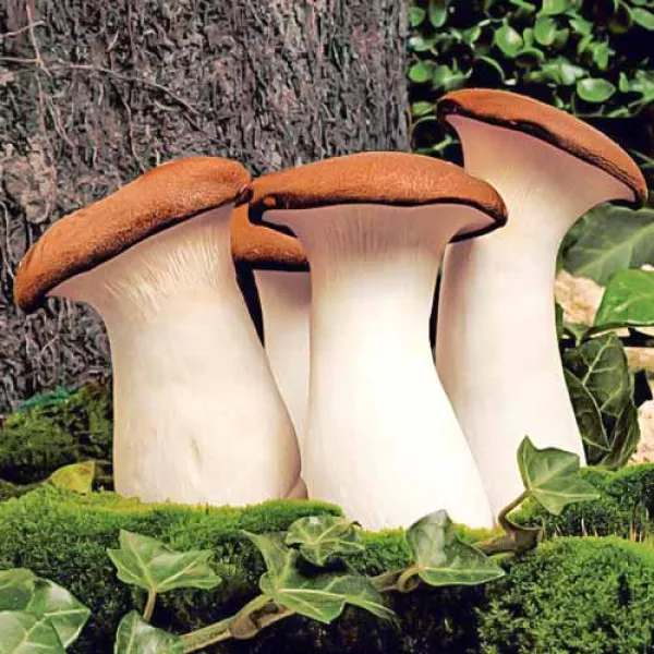 Pleurotus Regal (Păstrăvul scailor)