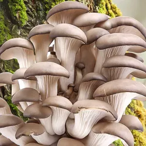 Miceliu Pleurotus (pastrav de fag)