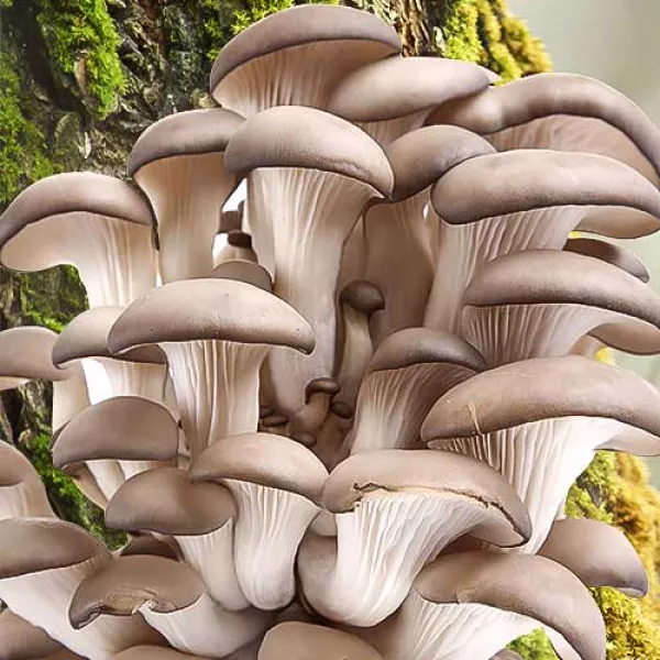 Miceliu Pleurotus (pastrav de fag)