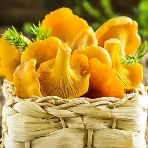 Gălbiori (Bureți galbeni)