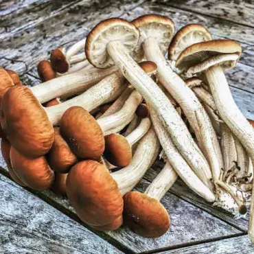Ciuperca de plop