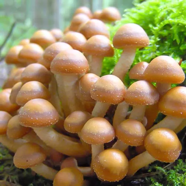 Gheba Ciobanilor