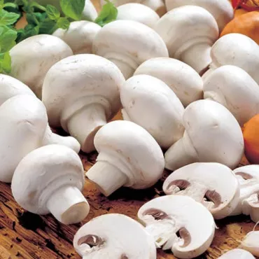 Champignon Alb