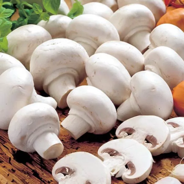 Champignon Alb