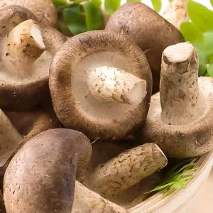 Shiitake