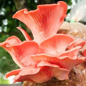 Pleurotus Roz (Djamor)