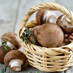 Champignon Portobello
