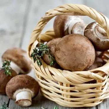 Champignon Portobello