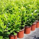 Prunus laurocerasus (Laur englezesc) gard viu, veșnic verde, la ghiveci
