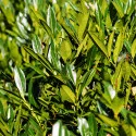 Prunus laurocerasus (Laur englezesc) gard viu, veșnic verde, la ghiveci
