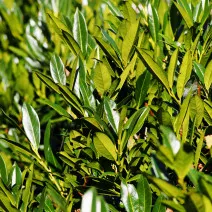 Prunus laurocerasus (Laur englezesc) gard viu, veșnic verde, la ghiveci
