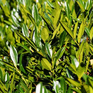 Prunus laurocerasus (Laur englezesc) gard viu, veșnic verde, la ghiveci