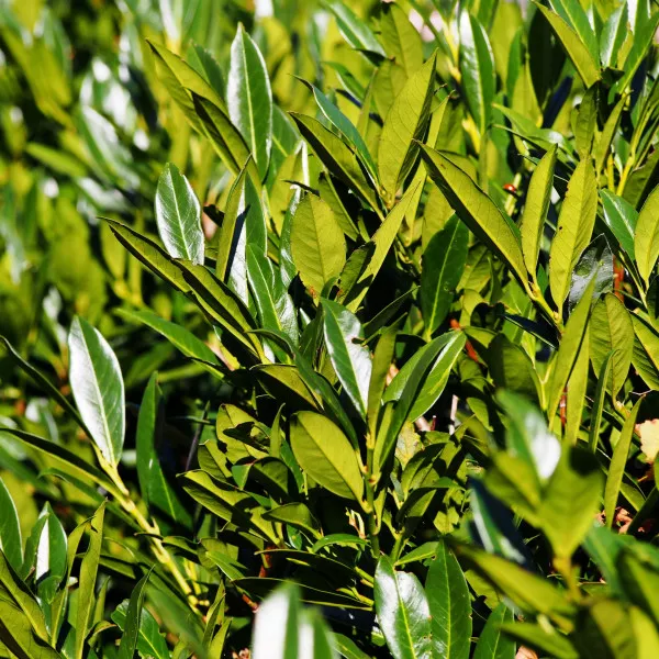 Prunus laurocerasus (Laur englezesc) gard viu, veșnic verde, la ghiveci