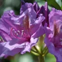Rhododendron Catawbiense Grandiflorum