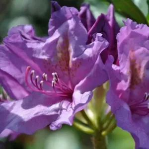 Rhododendron Catawbiense Grandiflorum