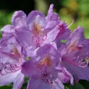 Rhododendron Catawbiense Grandiflorum