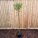 Salcie japoneză (Salix integra) Hakuro Nishiki pe tulpină, ghiveci 5L, H 150-170 cm