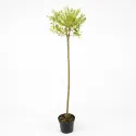 Salcie japoneză (Salix integra) Hakuro Nishiki pe tulpină, ghiveci 5L, H 150-170 cm