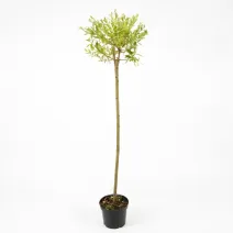 Salcie japoneză (Salix integra) Hakuro Nishiki pe tulpină, ghiveci 5L, H 150-170 cm