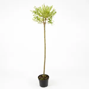 Salcie japoneză (Salix integra) Hakuro Nishiki pe tulpină, ghiveci 5L, H 150-170 cm