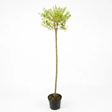 Salcie japoneză (Salix integra) Hakuro Nishiki pe tulpină, ghiveci 5L, H 150-170 cm