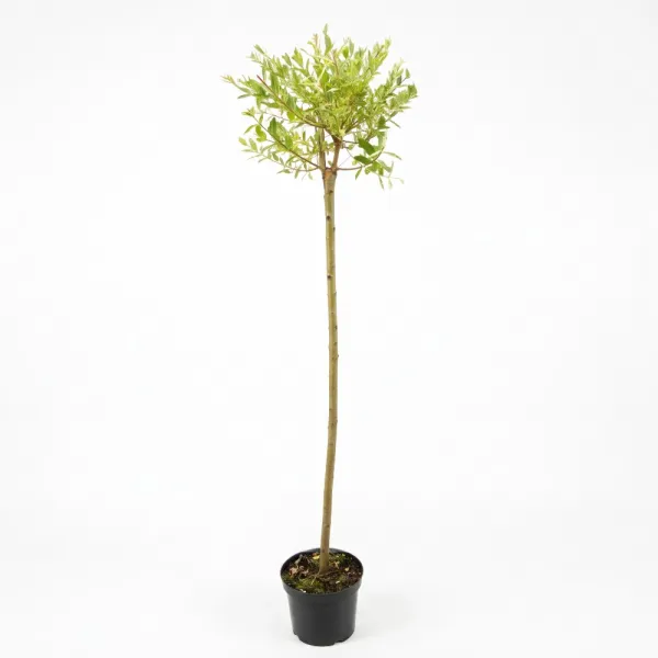 Salcie japoneză (Salix integra) Hakuro Nishiki pe tulpină, ghiveci 5L, H 150-170 cm