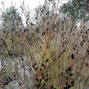 Salcie neagră (Salix gracilistyla) Melanostachys