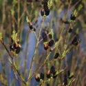 Salcie neagră (Salix gracilistyla) Melanostachys
