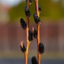 Salcie neagră (Salix gracilistyla) Melanostachys