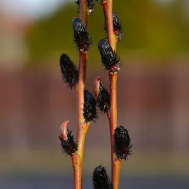 Salcie neagră (Salix gracilistyla) Melanostachys