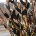 Salcie neagră (Salix gracilistyla) Melanostachys