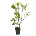 Salcie neagră (Salix gracilistyla) Melanostachys